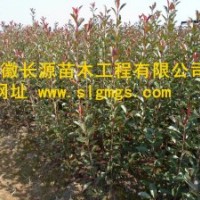常年供應紅葉石楠