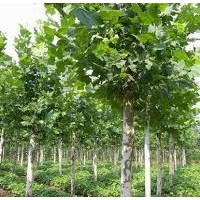 法桐樹梳理播種注意事項