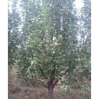 金玉苗木長期供應(yīng)京紅海棠樹