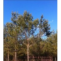 供應(yīng)5-7米油松，桓仁和興苗木種植基地