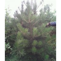 低價銷售云杉，油松，五角楓，白樺