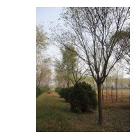 15公分國槐樹價格12公分國槐價格