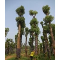 15公分香樟樹價(jià)格移植香樟價(jià)格香泡價(jià)格