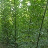 出售春樹8-12公分,國槐1.5-2.0公分