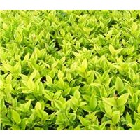 大量供應(yīng)金森女貞，金森女貞苗，金森女貞工程苗，金森女貞營養(yǎng)杯