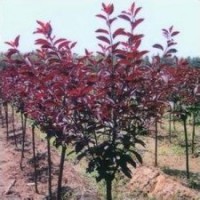 大量供應(yīng)紫葉矮櫻，紫葉李，木槿，櫻花，紫葉桃