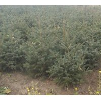 供應(yīng)大規(guī)格油松、云杉，小規(guī)格白蠟