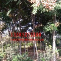 基地大量供應(yīng)欒樹3--15公分欒樹