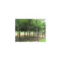 供應(yīng)北欒苗 5-10公分北欒樹 北欒種子價(jià)