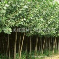供應(yīng)速生白楊