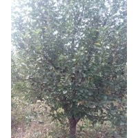 金玉苗木長(zhǎng)期供應(yīng)京紅海棠樹(shù)