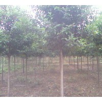 供應(yīng)洛陽優(yōu)質(zhì)精品11公分12公分13公分大葉女貞價格