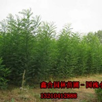 供應大規(guī)格國槐、惠民國槐苗種植基地