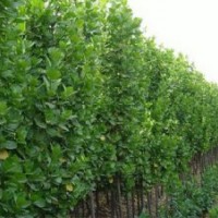 山東北海道黃楊價(jià)格