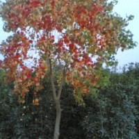 常年供應(yīng)各種型號(hào)的絲棉木