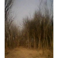 供應(yīng)國槐，法桐，合歡，垂柳，白蠟