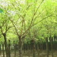 大量供應(yīng)黃金槐，合歡，欒樹，國槐，銀杏，櫸樹，意楊