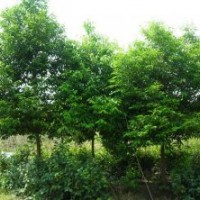 貴州天竺桂價(jià)格 成都天竺桂