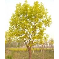 金葉白蠟大樹(shù)