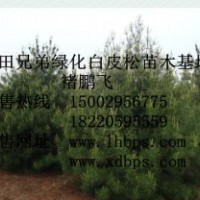 優(yōu)質(zhì)綠化白皮松苗木