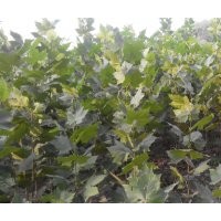 濟(jì)寧法桐價(jià)格 濟(jì)寧法桐小苗供應(yīng) 最新價(jià)格