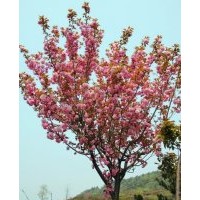 楊梅價格，雪松價格，櫻花價格，竹柏價格