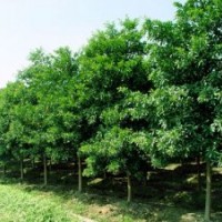 湖南杜英價(jià)格，全冠杜英，截桿杜英，移栽杜英，切桿杜英