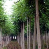 低價供應(yīng)白臘，香樟，櫸樹，馬褂木，七葉樹，法桐