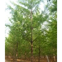 專供10-25公分銀杏樹(shù)