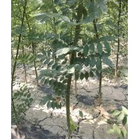 速生國槐1米到3米