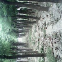 供應各種規(guī)格國槐