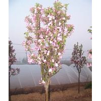 供應(yīng)西府海棠成品苗，半成品苗，根接苗