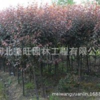 供應(yīng)紫葉李