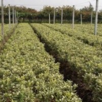 大量供應(yīng)金邊黃楊球，大葉黃楊球，衛(wèi)矛球，龍柏球