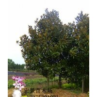 供應(yīng)廣玉蘭，湖南廣玉蘭，特價批發(fā)