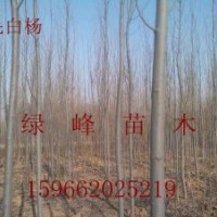 出售苗木：1-20CM毛白楊、春樹、速生法桐、國槐、白臘、垂