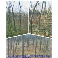 供應絨毛白蠟，百日紅，百日紅小苗，木瓜