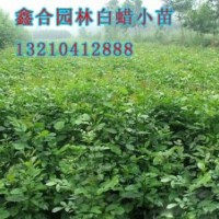 供應濱州1公分白蠟小苗、濱州白蠟小苗種植基地