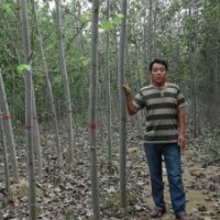 毛白楊.國槐. 法桐.白蠟.千頭椿.速生柳