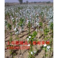 八棱海棠樹開花