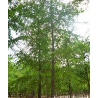 天泰園林供應(yīng)10-40公分銀杏樹(shù)