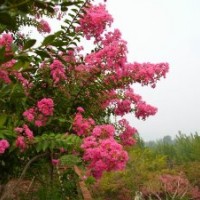 紅葉李價(jià)格，紫薇價(jià)格，紅楓價(jià)格，蘇鐵價(jià)格