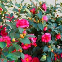 湖南茶梅價(jià)格，湖南本地茶梅，茶梅小苗，精品茶梅球批發(fā)