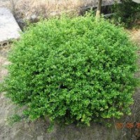 湖南龜甲冬青價(jià)格，龜甲冬青小苗，龜甲冬青球，歡迎選購(gòu)