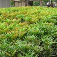 湖南十大功勞小苗批發(fā)，湖南十大功勞價格