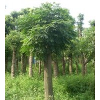 湖南黃山欒樹價(jià)格，移栽欒樹，截桿欒樹，全冠欒樹