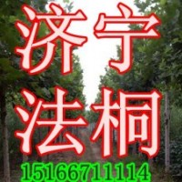 苗木供法桐，速生法桐，法桐小苗，6公分法桐
