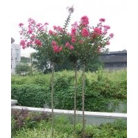 湖北紫薇價(jià)格 湖北紫薇產(chǎn)地