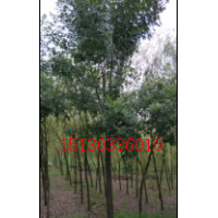 河北白蠟、白蠟之鄉(xiāng)9公分380元