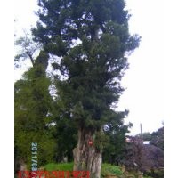 買質(zhì)優(yōu)價廉的多頭香樟苗木，詢湖南多頭香樟價格